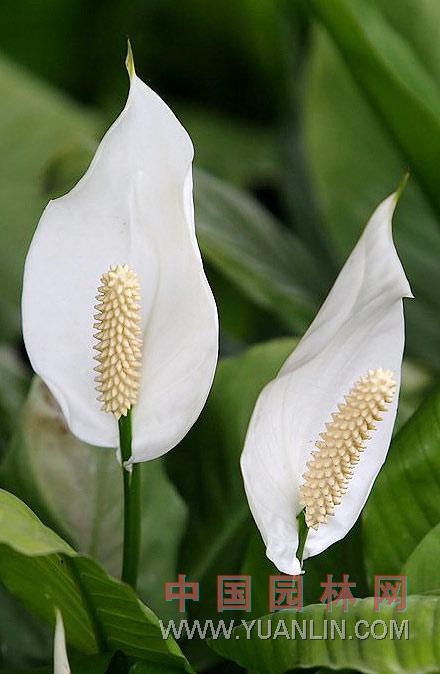 白鶴芋 苞葉芋，白掌，一帆風順