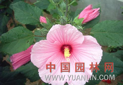 大花秋葵 草芙蓉、大花芙蓉葵</title><scr