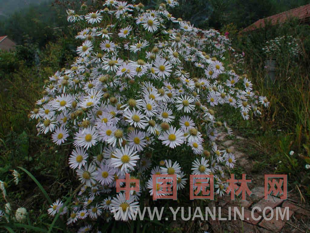 草地風(fēng)毛菊 驢耳風(fēng)毛菊、羊耳朵 