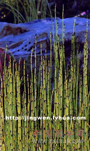 木賊 銼草、筆頭草、筆筒草、節(jié)骨草