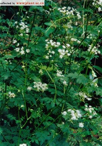 白苞芹 藁本(拉漢種子植物名稱)，石防風(湖南)，紫莖芹(中國高等植物圖鑒)